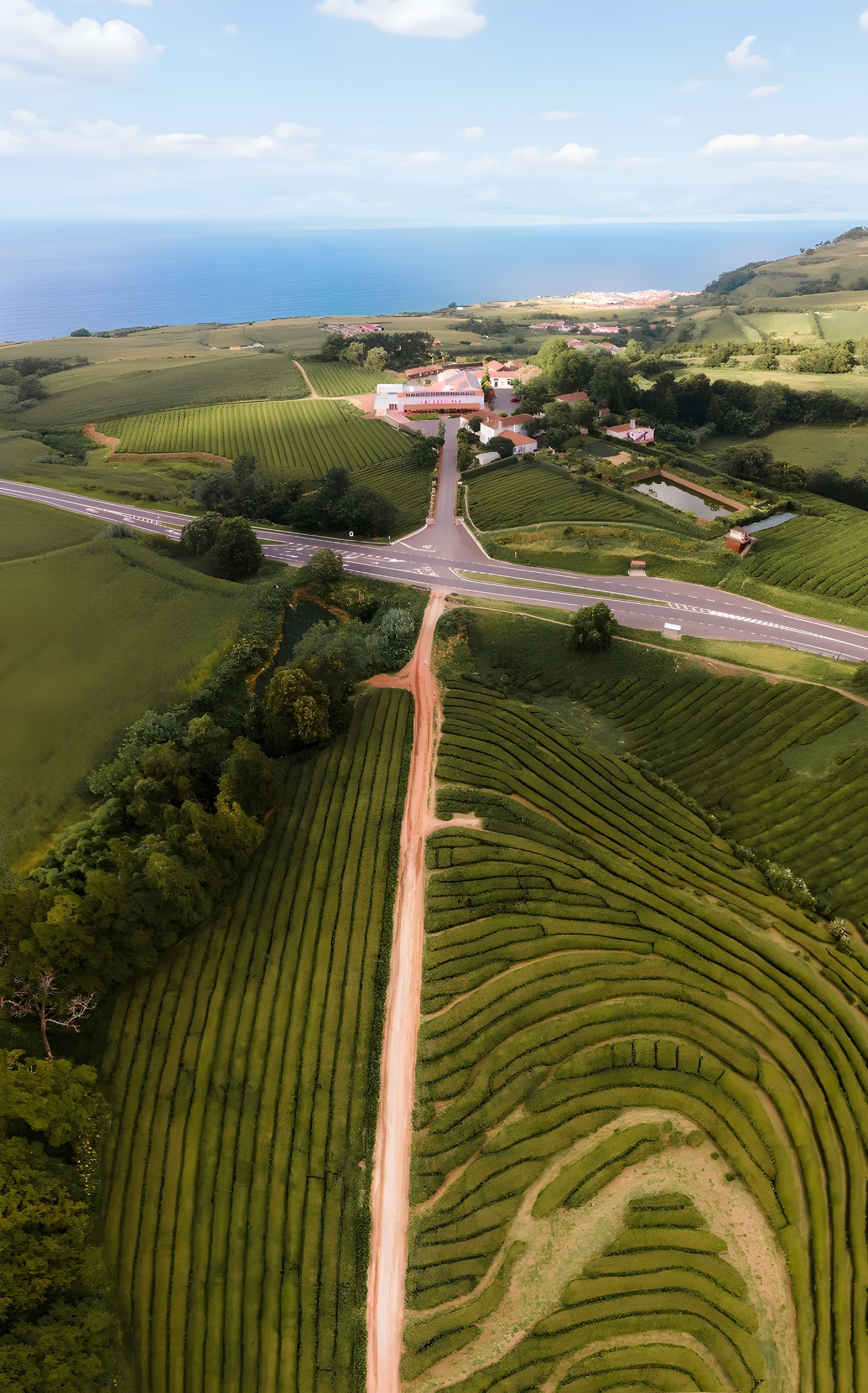 Gorreana from straight above: the track down the middle, tea rows either side, the sea at the top
