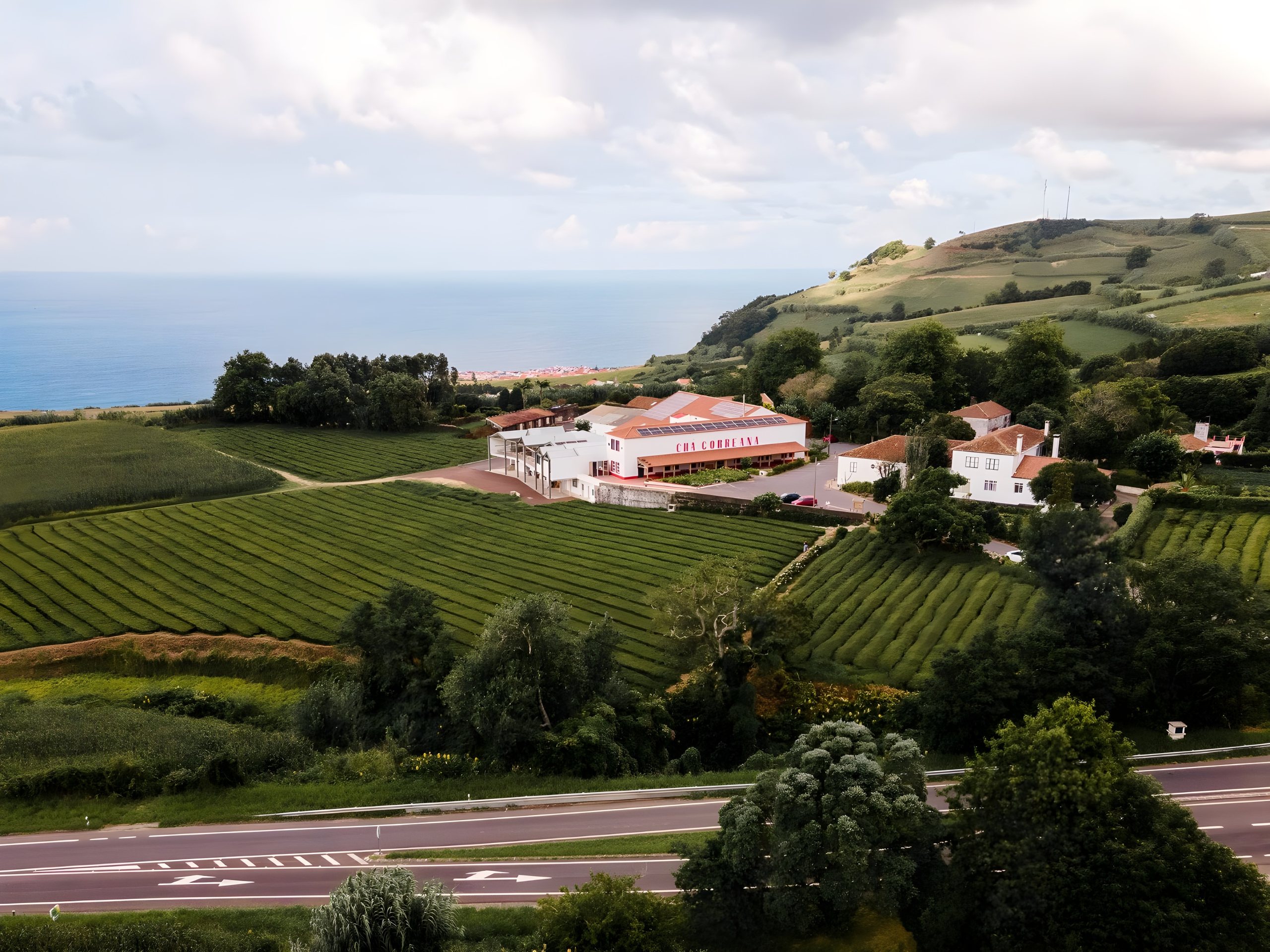 Gorreana from the air: the white factory among the tea rows, the sea behind