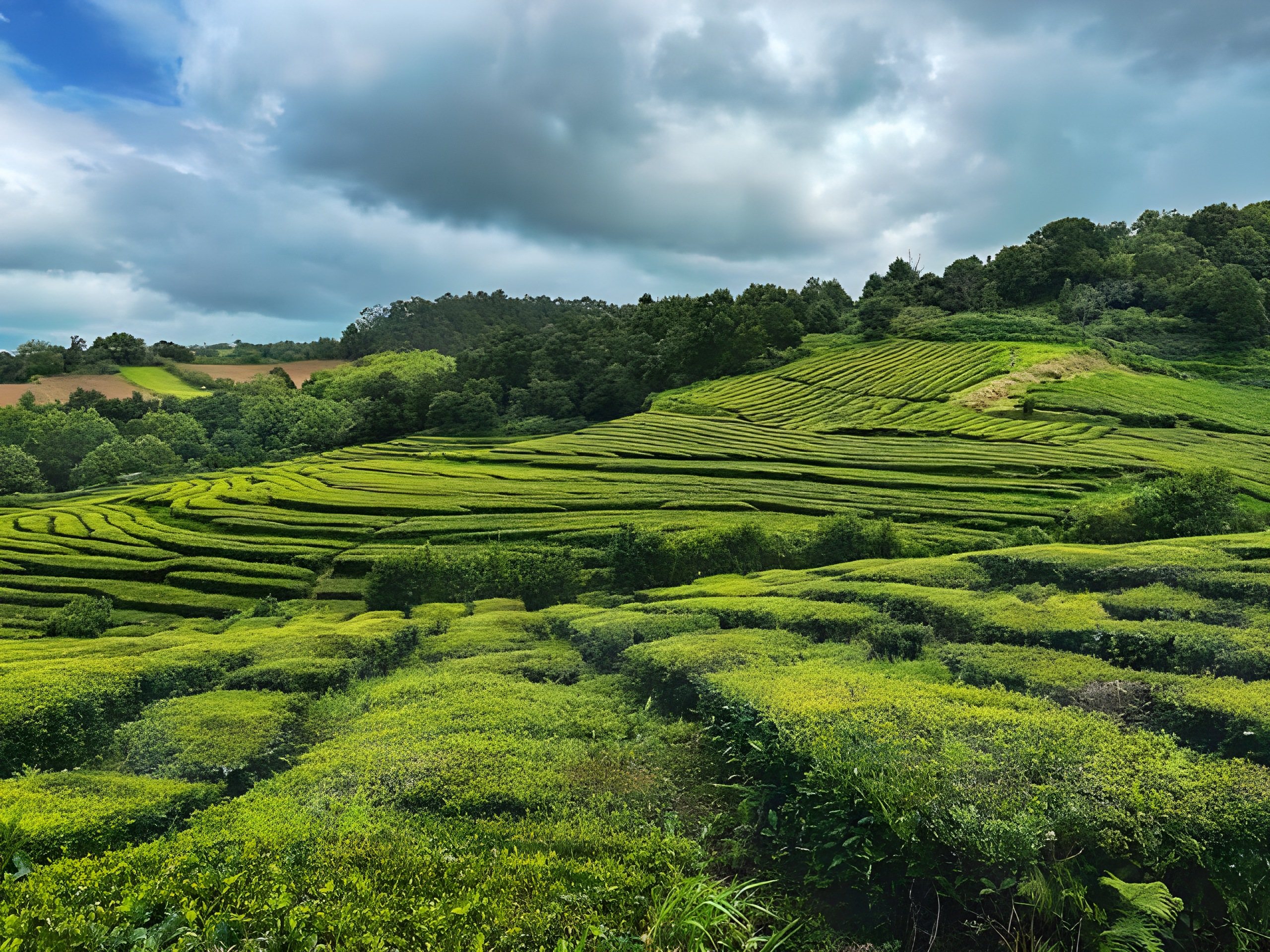 In among the tea rows at Gorreana, the hedges close and cloud over the ridge