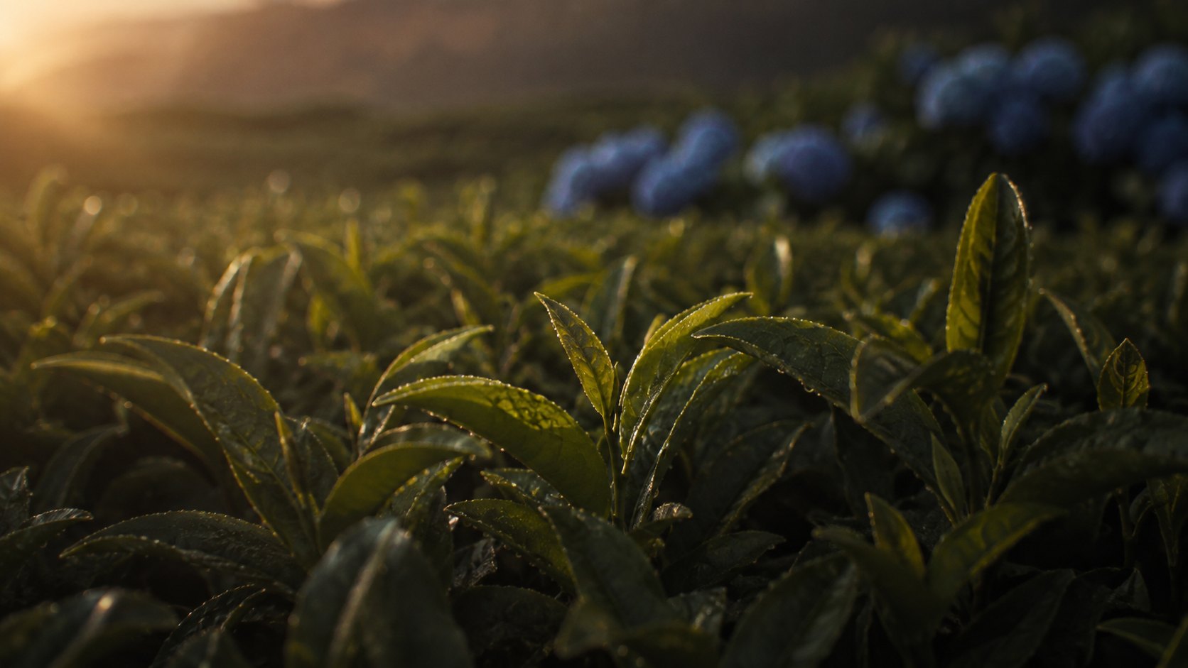 Young tea leaves with dew, blue hydrangeas out of focus behind