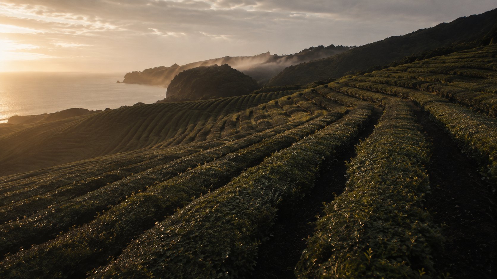 Parallel rows of low tea bushes following the contour of a volcanic slope